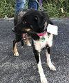 Skye - ADOPTED 02.08.19