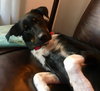 Skye - ADOPTED 02.08.19