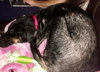 Skye - ADOPTED 02.08.19
