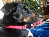 Skye - ADOPTED 02.08.19