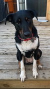 Skye - ADOPTED 02.08.19