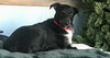 Skye - ADOPTED 02.08.19