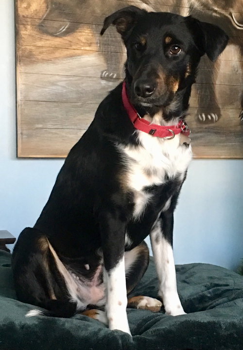Skye - ADOPTED 02.08.19