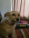 Goldie - FP - ADOPTED 11.11.18