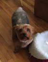 KoKo - ADOPTED 03.06.19