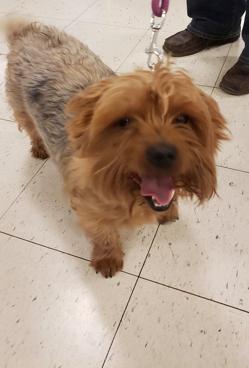KoKo - ADOPTED 03.06.19
