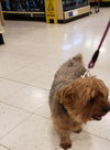 KoKo - ADOPTED 03.06.19