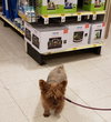 KoKo - ADOPTED 03.06.19