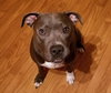 Theo - ADOPTED 04.20.19