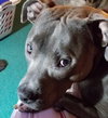 Theo - ADOPTED 04.20.19