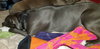 Theo - ADOPTED 04.20.19