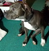 Theo - ADOPTED 04.20.19