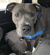 Theo - ADOPTED 04.20.19