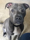 Theo - ADOPTED 04.20.19