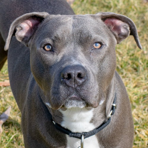 Theo - ADOPTED 04.20.19