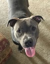 Theo - ADOPTED 04.20.19
