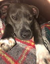 Theo - ADOPTED 04.20.19
