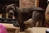Theo - ADOPTED 04.20.19