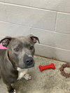 Theo - ADOPTED 04.20.19