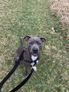 Theo - ADOPTED 04.20.19