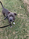 Theo - ADOPTED 04.20.19