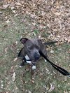 Theo - ADOPTED 04.20.19