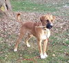 Koda - ADOPTED 02.10.19