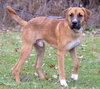 Koda - ADOPTED 02.10.19