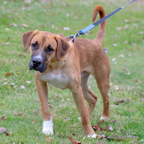 Koda - ADOPTED 02.10.19