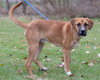Koda - ADOPTED 02.10.19