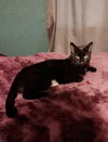Morticia - ADOPTED 11.23.19