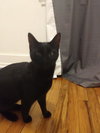 Morticia - ADOPTED 11.23.19