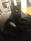 Morticia - ADOPTED 11.23.19