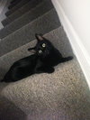 Morticia - ADOPTED 11.23.19