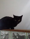 Morticia - ADOPTED 11.23.19