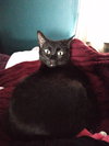 Morticia - ADOPTED 11.23.19