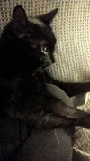 Morticia - ADOPTED 11.23.19