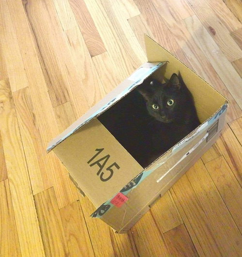 Morticia - ADOPTED 11.23.19