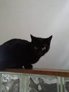 Morticia - ADOPTED 11.23.19