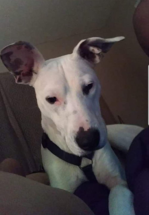 Mercury - ADOPTED 12.21.18