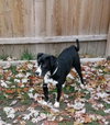 Yumiko - ADOPTED 08.30.19