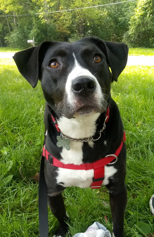 Yumiko - ADOPTED 08.30.19