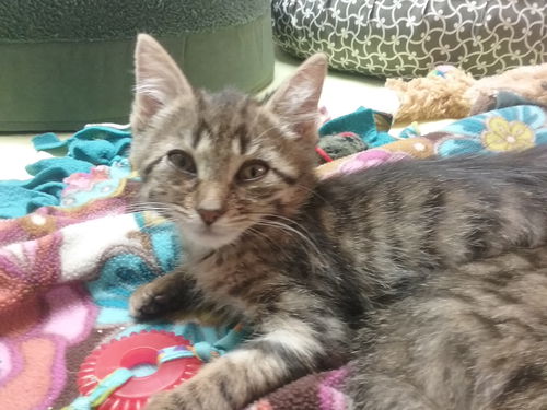 Vc Litter - Tawny - ADOPTED 01.06.19