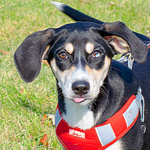 Hs Litter - Mistletoe - ADOPTED 12.07.18
