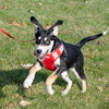 Hs Litter - Mistletoe - ADOPTED 12.07.18