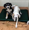 Hs Litter - Tinsel - ADOPTED 11.30.18