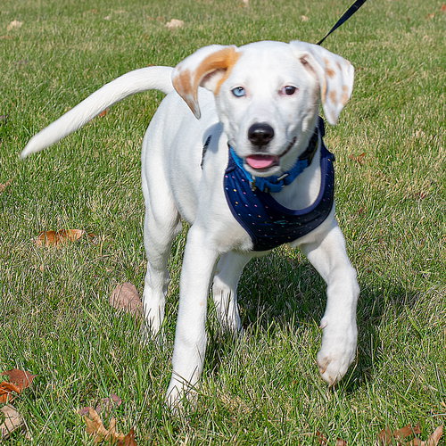 Hs Litter - Tinsel - ADOPTED 11.30.18