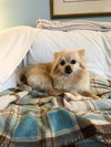 Morgan - ADOPTED 01.09.19