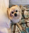 Morgan - ADOPTED 01.09.19