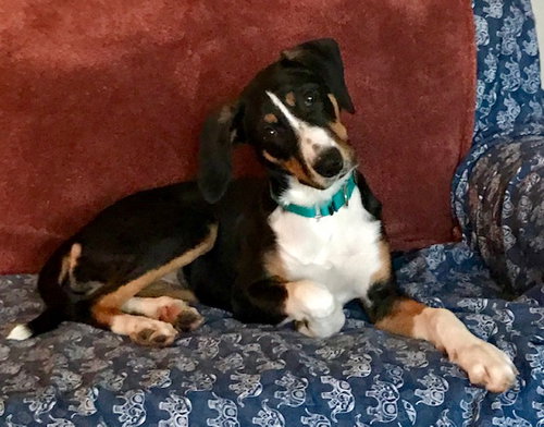 Cupid - ADOPTED 12.22.18